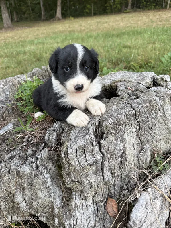 Earl – Australian Shepherd puppy for sale in Berea, KY