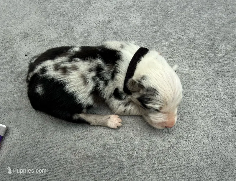 Pip – Australian Shepherd puppy for sale in Berea, KY
