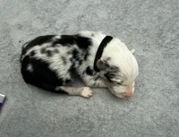 Pip, a male Australian Shepherd for sale in Berea, KY – 1 of 2