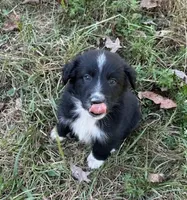 Socks, a male Australian Shepherd for sale in Berea, KY – 2 of 9