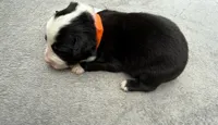 Larry, a male Australian Shepherd for sale in Berea, KY – 2 of 2
