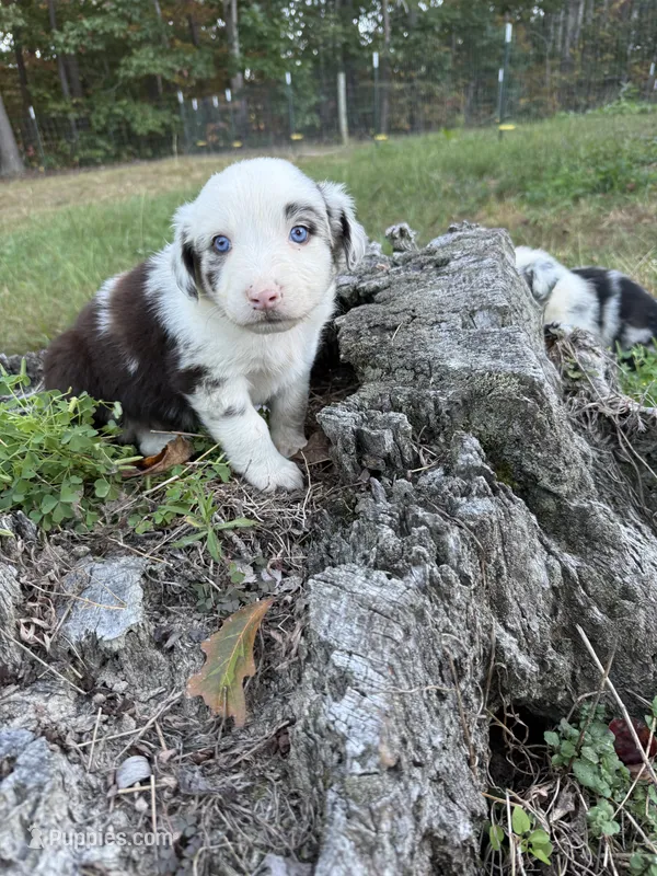 Little Debbie – Australian Shepherd puppy for sale in Berea, KY