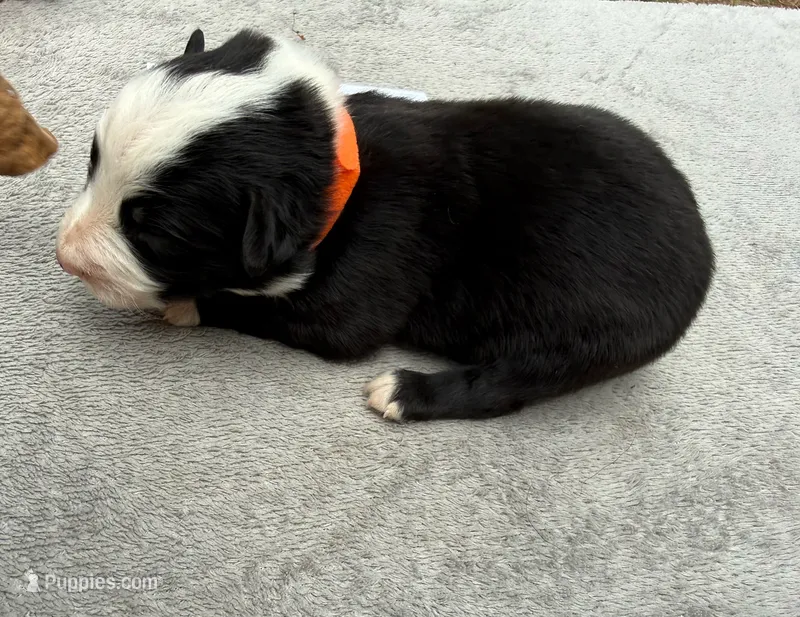 Larry – Australian Shepherd puppy for sale in Berea, KY