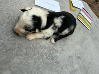Stanley, a male Australian Shepherd for sale in Berea, KY – 2 of 2