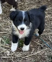 Earl – Australian Shepherd puppy for sale in Berea, KY