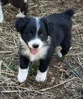 Earl, a male Australian Shepherd for sale in Berea, KY – 1 of 8