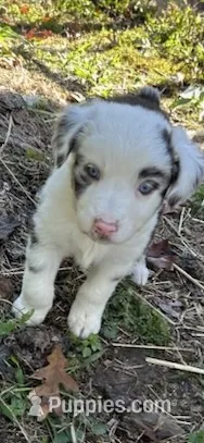 Little Debbie – Australian Shepherd puppy for sale in Berea, KY