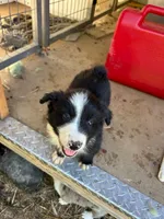 Tom, a male Australian Shepherd for sale in Berea, KY – 2 of 8