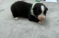 Tom, a male Australian Shepherd for sale in Berea, KY – 2 of 2