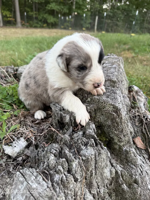 Dolly – Australian Shepherd puppy for sale in Berea, KY