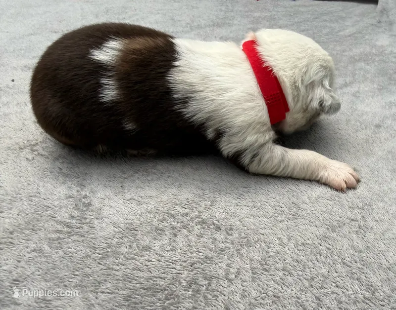 Little Debbie – Australian Shepherd puppy for sale in Berea, KY