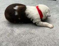 Little Debbie, a female Australian Shepherd for sale in Berea, KY – 1 of 1