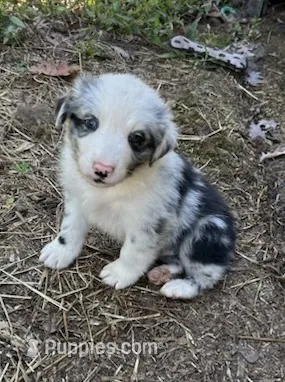 Pip – Australian Shepherd puppy for sale in Berea, KY