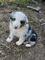 Pip, a male Australian Shepherd for sale in Berea, KY – 1 of 9