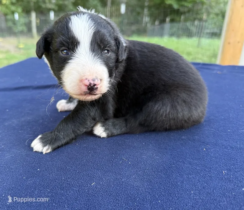 Tom – Australian Shepherd puppy for sale in Berea, KY