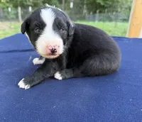 Tom, a male Australian Shepherd for sale in Berea, KY – 5 of 8