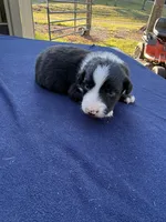 Tom, a male Australian Shepherd for sale in Berea, KY – 6 of 8