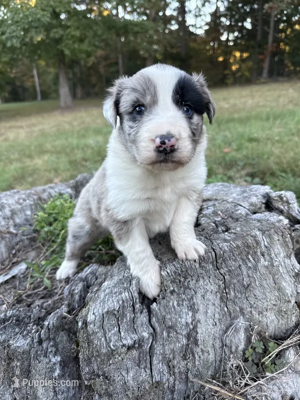 Dolly – Australian Shepherd puppy for sale in Berea, KY