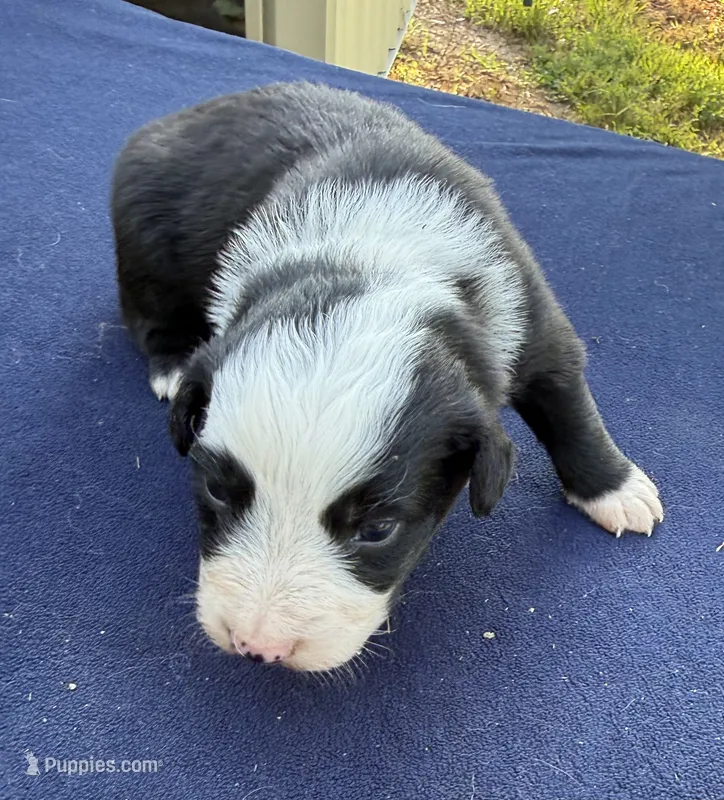 Larry – Australian Shepherd puppy for sale in Berea, KY