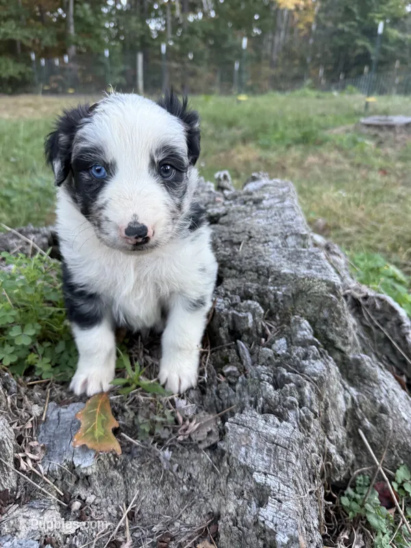Stanley – Australian Shepherd puppy for sale in Berea, KY
