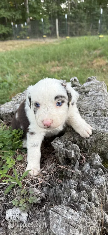 Little Debbie – Australian Shepherd puppy for sale in Berea, KY