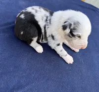 Pip, a male Australian Shepherd for sale in Berea, KY – 5 of 9