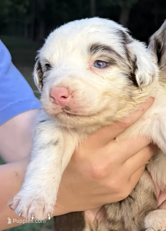 Little Debbie – Australian Shepherd puppy for sale in Berea, KY
