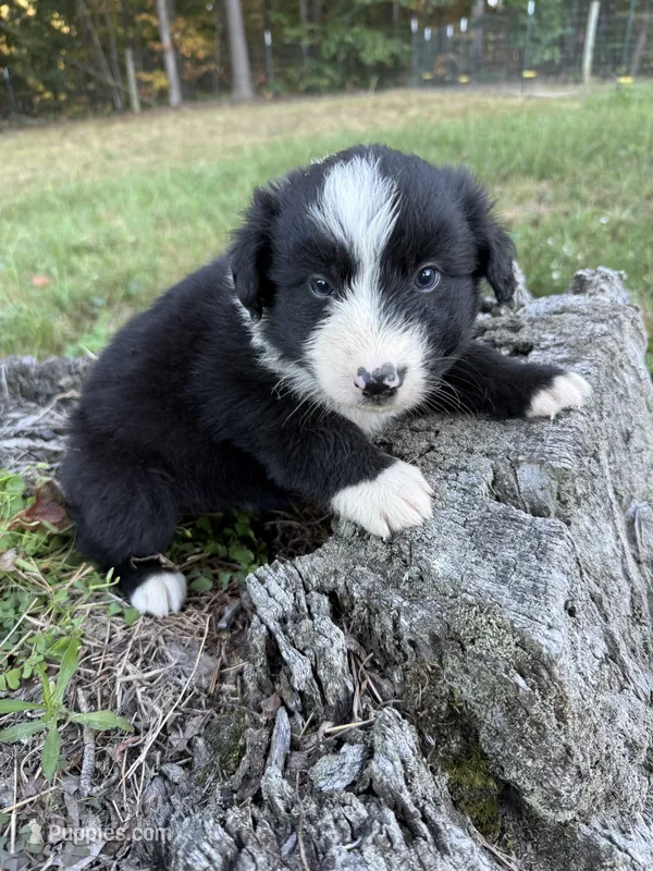 Tom – Australian Shepherd puppy for sale in Berea, KY