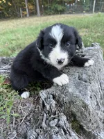 Tom, a male Australian Shepherd for sale in Berea, KY – 1 of 8