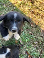 Socks, a male Australian Shepherd for sale in Berea, KY – 3 of 9