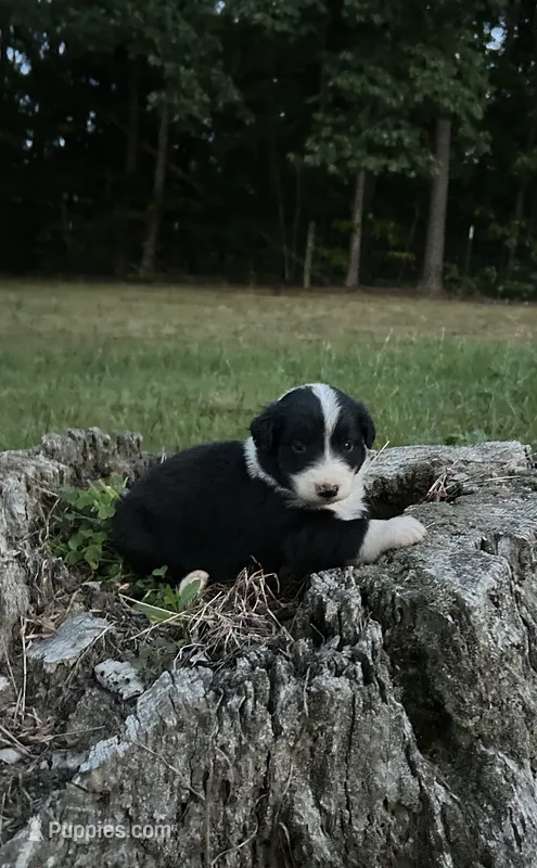 Earl – Australian Shepherd puppy for sale in Berea, KY