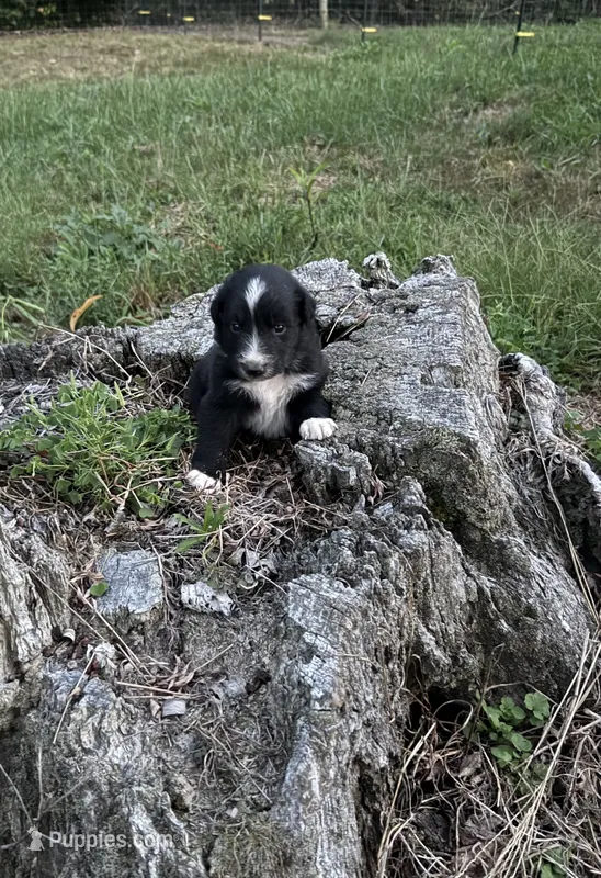 Socks – Australian Shepherd puppy for sale in Berea, KY
