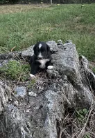Socks, a male Australian Shepherd for sale in Berea, KY – 5 of 9