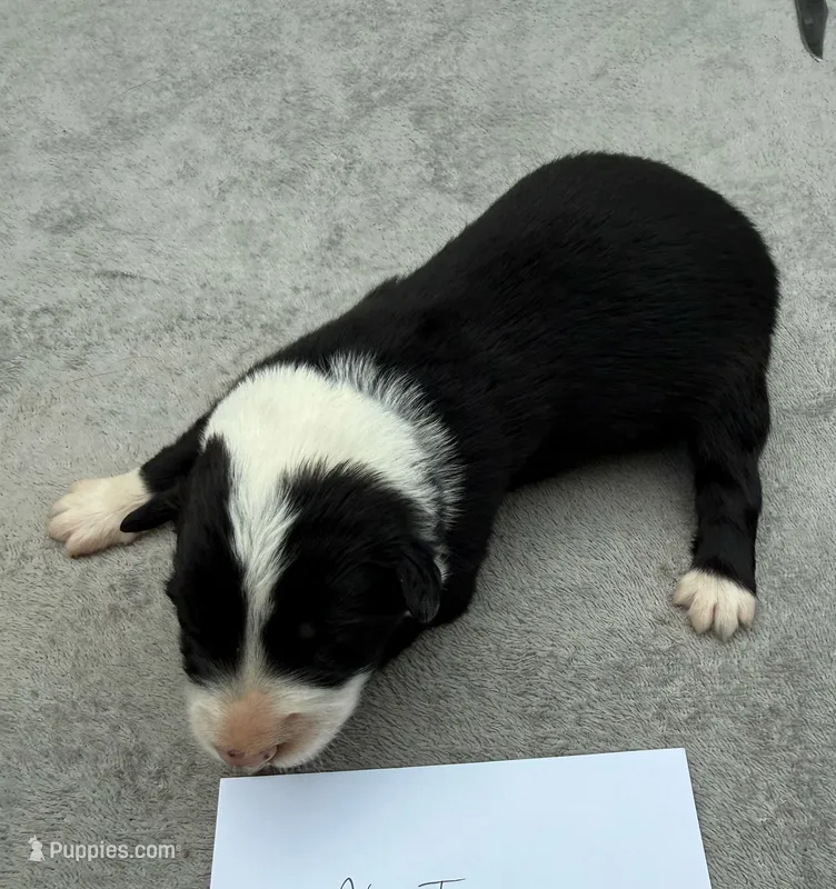 Earl – Australian Shepherd puppy for sale in Berea, KY