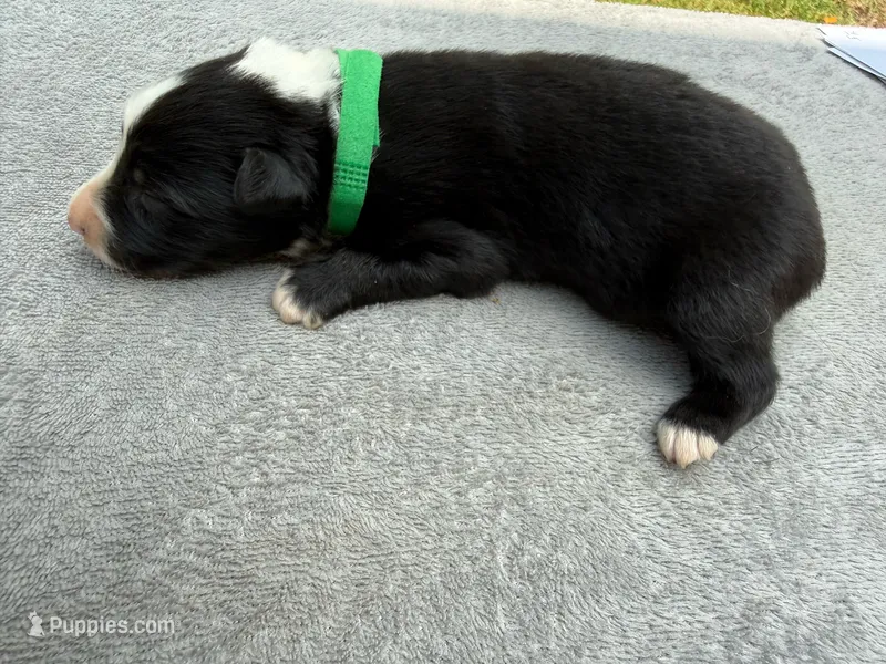 Tom – Australian Shepherd puppy for sale in Berea, KY