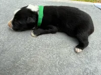Tom, a male Australian Shepherd for sale in Berea, KY – 1 of 2