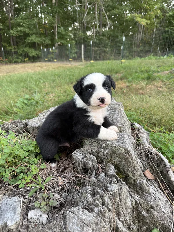 Larry – Australian Shepherd puppy for sale in Berea, KY