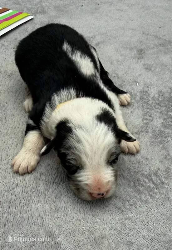Stanley – Australian Shepherd puppy for sale in Berea, KY