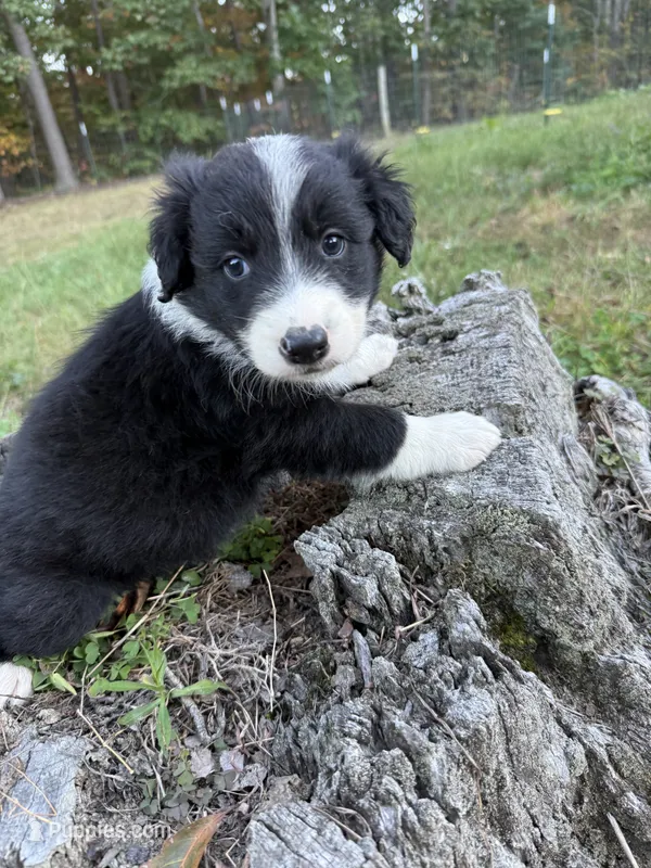 Earl – Australian Shepherd puppy for sale in Berea, KY