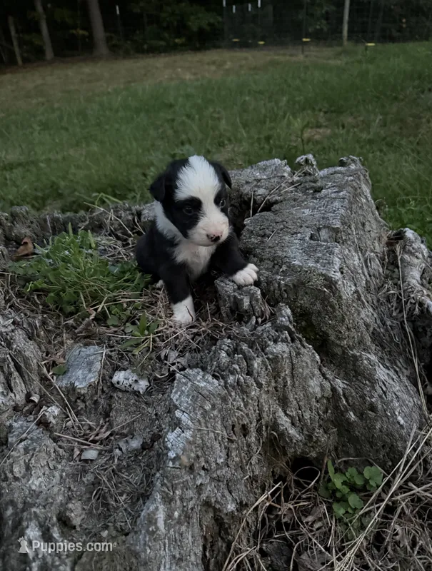 Larry – Australian Shepherd puppy for sale in Berea, KY
