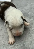 Pip, a male Australian Shepherd for sale in Berea, KY – 2 of 2