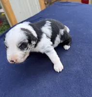 Stanley, a male Australian Shepherd for sale in Berea, KY – 5 of 7
