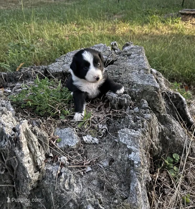 Tom – Australian Shepherd puppy for sale in Berea, KY