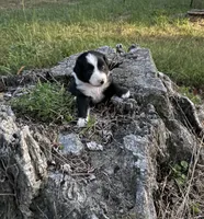 Tom, a male Australian Shepherd for sale in Berea, KY – 4 of 8