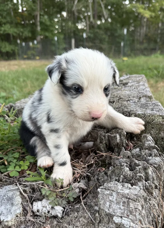 Pip – Australian Shepherd puppy for sale in Berea, KY