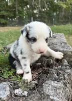 Pip, a male Australian Shepherd for sale in Berea, KY – 3 of 9