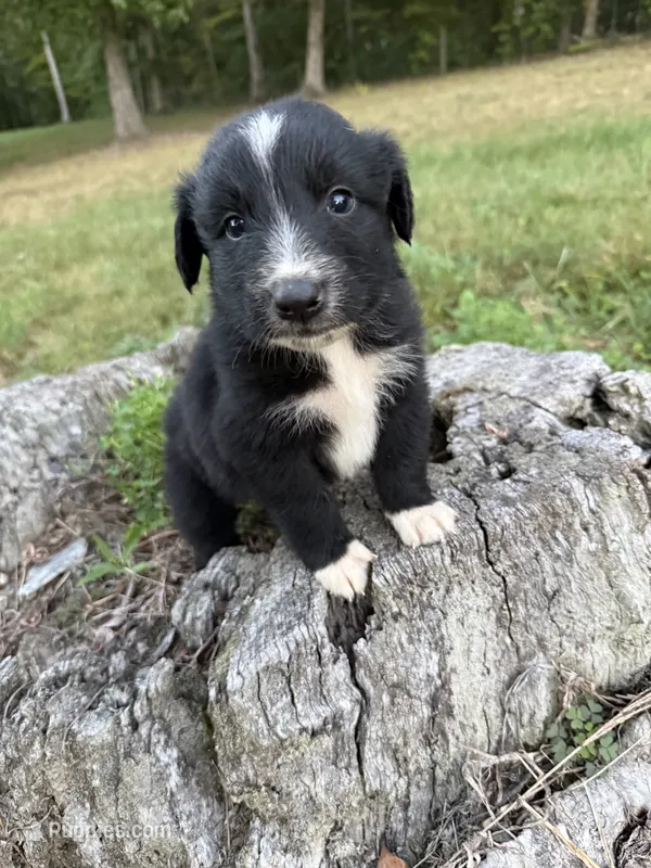 Socks – Australian Shepherd puppy for sale in Berea, KY