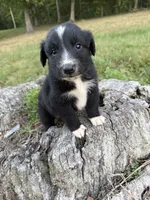 Socks, a male Australian Shepherd for sale in Berea, KY – 1 of 9