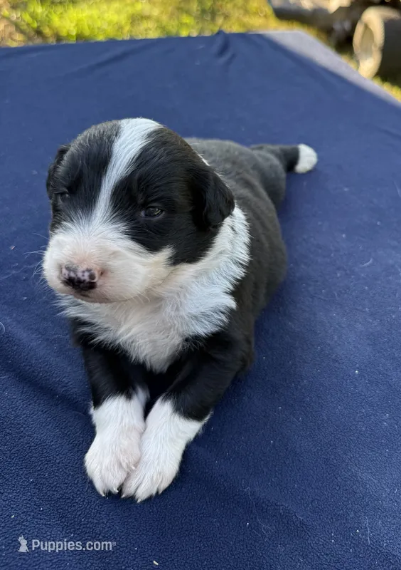 Earl – Australian Shepherd puppy for sale in Berea, KY