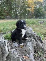 Socks, a male Australian Shepherd for sale in Berea, KY – 4 of 9